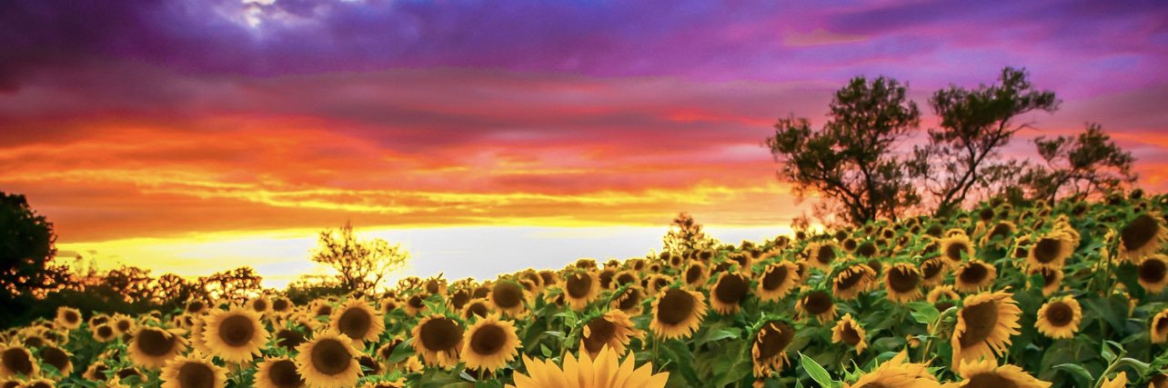 Kelly 🌻 banner