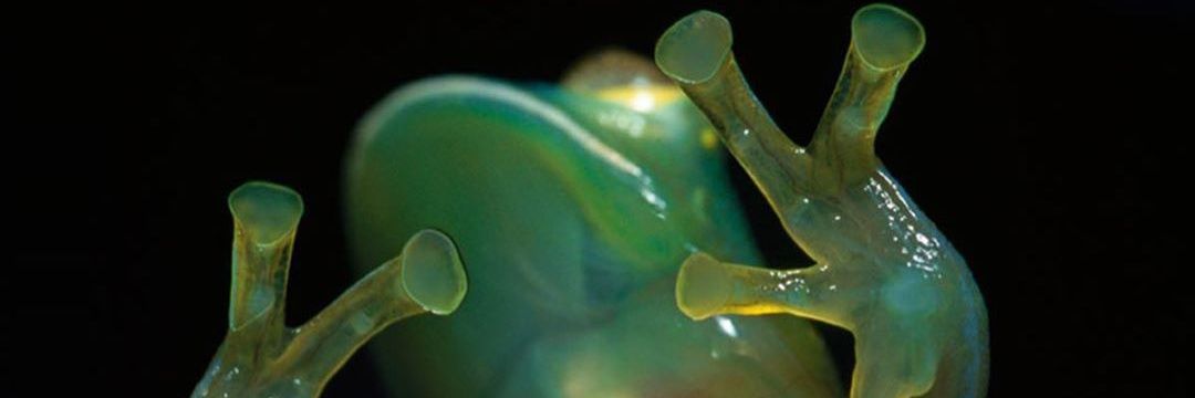 Banditos🔫🔫 banner