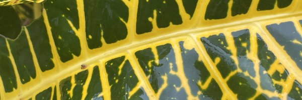 webidextrous Profile Banner