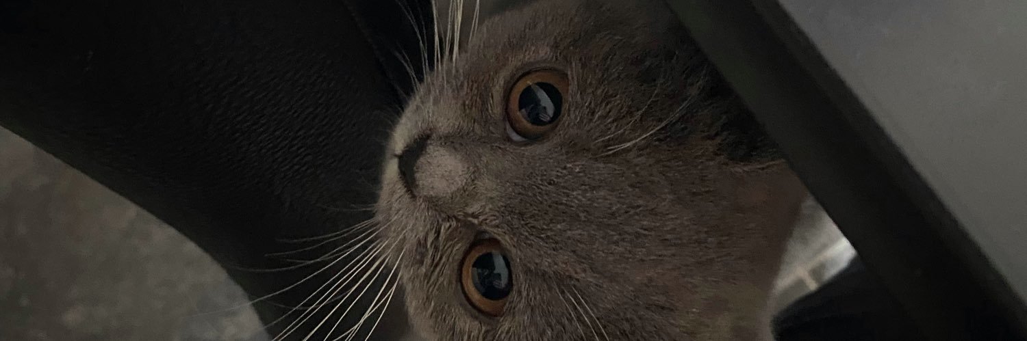 MargotMatters's profile banner image