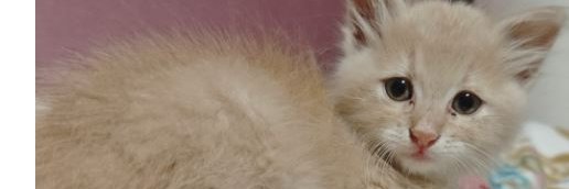 durmaznihall's profile banner image