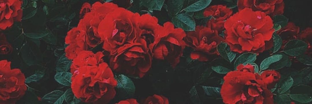 HelenillaMora's profile banner image