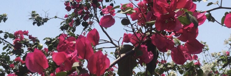 carlessinhan's profile banner image