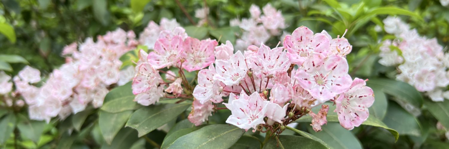 Beth Shekinah Terrence 🪷 banner