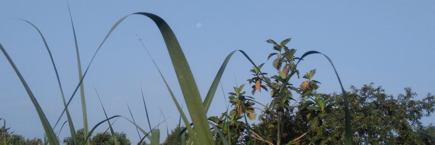 1891Rengifo's profile banner image