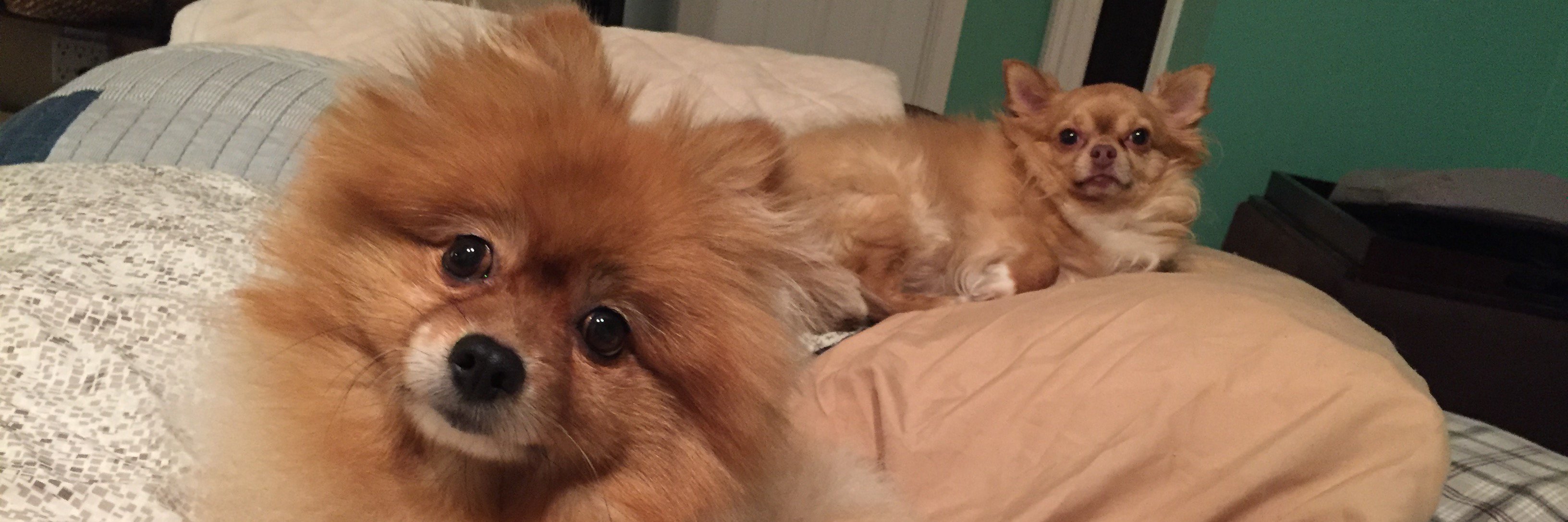 AngelandChaos's profile banner image