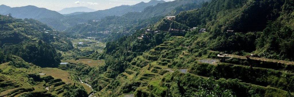 Kristin Harrington, MD, PhD banner