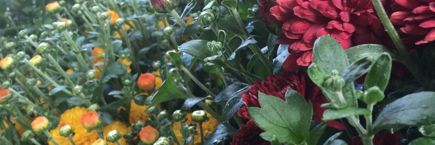 SarahConte22's profile banner image