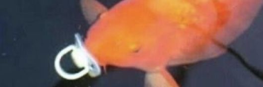 SpagottoB37's profile banner image