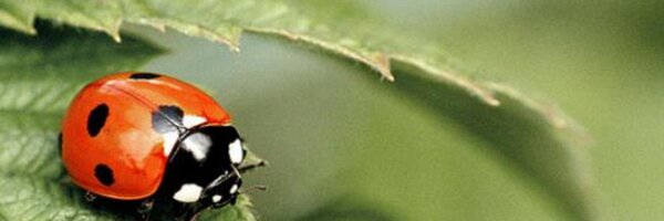 Cicca Profile Banner