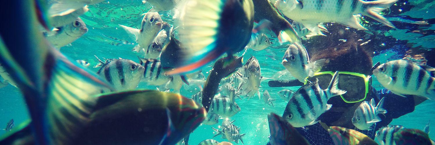 GomardTom's profile banner image
