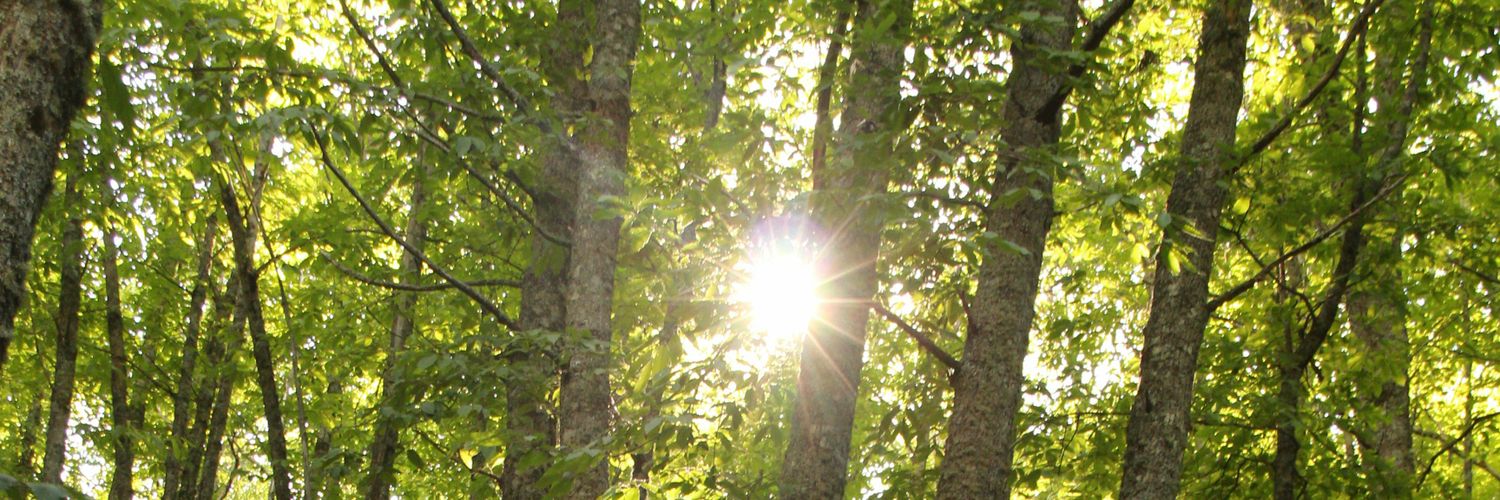 pcatsilvestris's profile banner image