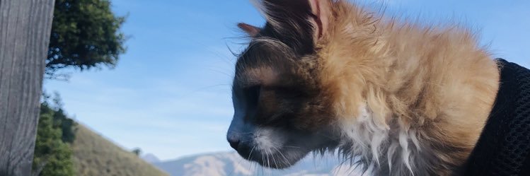 CassidyFowler's profile banner image