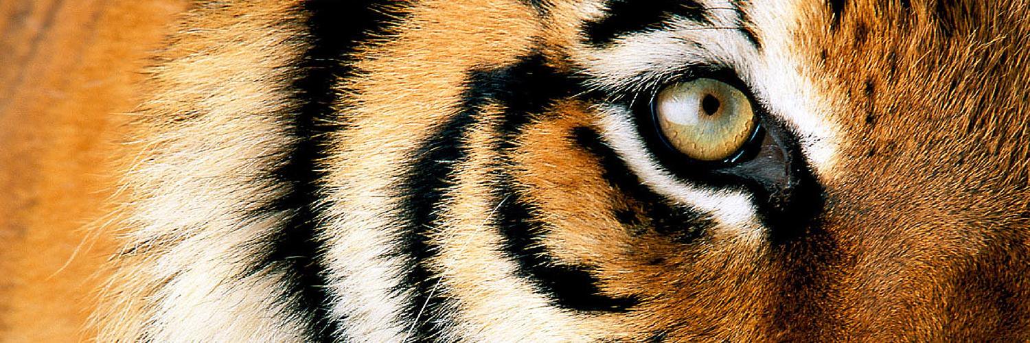MizzouFSL's profile banner image
