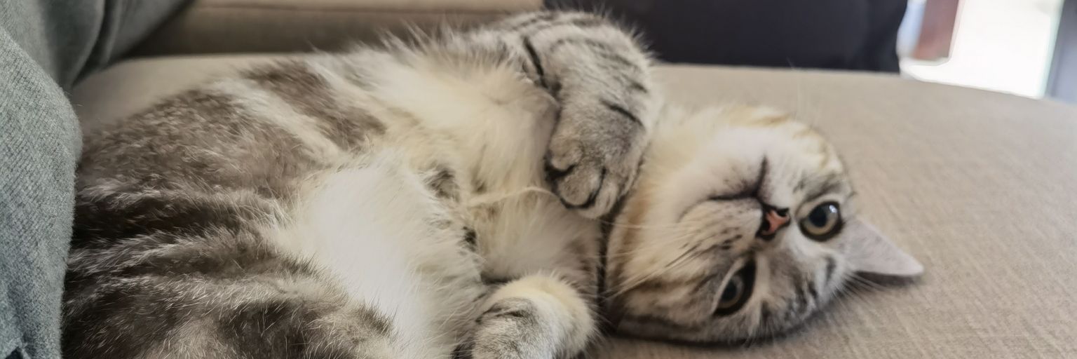 ansonjiang37's profile banner image