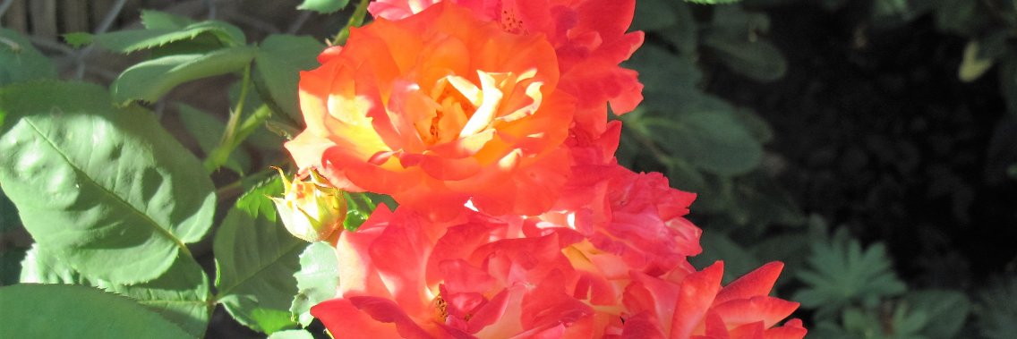 gardengranni's profile banner image