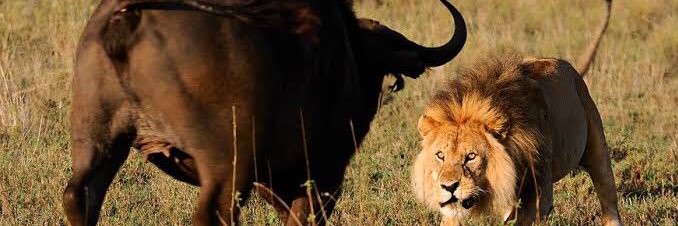 RMC. Mbedzi 🪐 banner