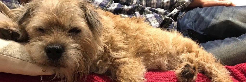 Sir Cornish Barney OTRB 2005-2022🐾🎾 #Bekind banner