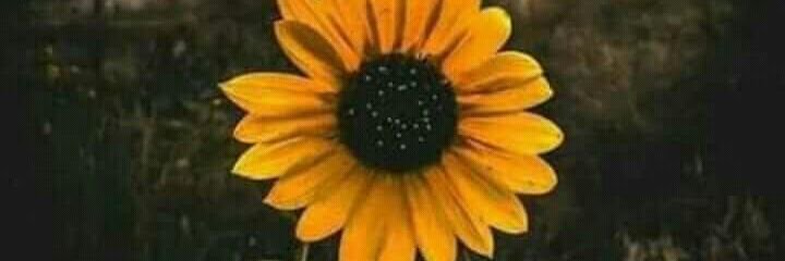 anittanr's profile banner image