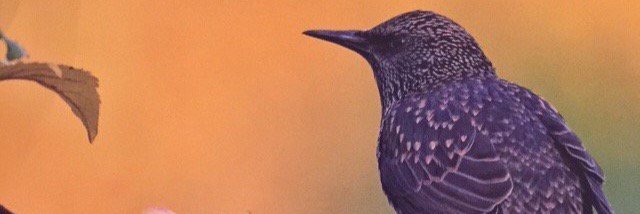 evanlevin3's profile banner image