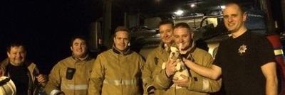 David Foss Foster banner