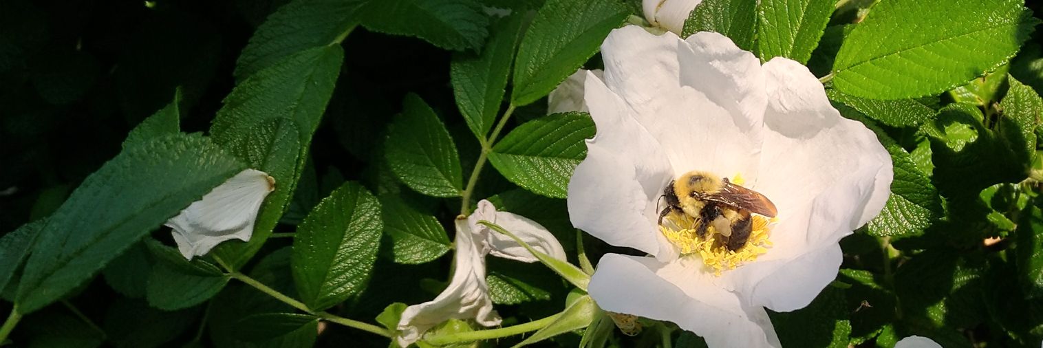 (offline / health hiatus) banner