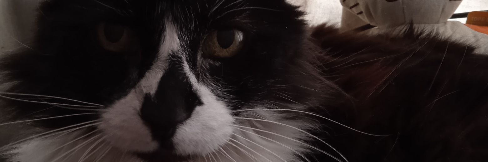 SadeSaul's profile banner image