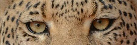 EvaTetacho's profile banner image