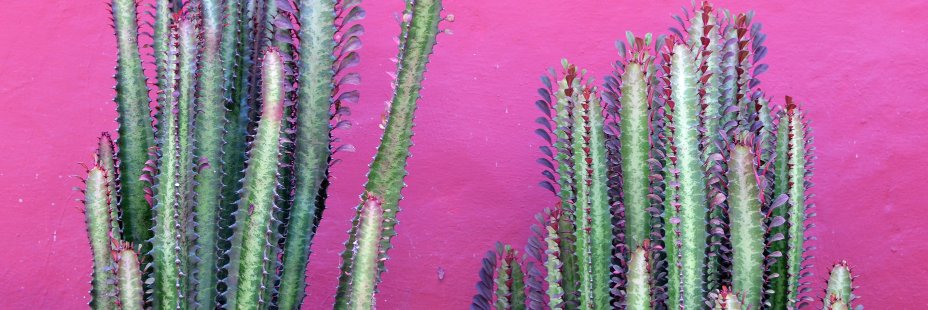 nora gomez-strauss banner