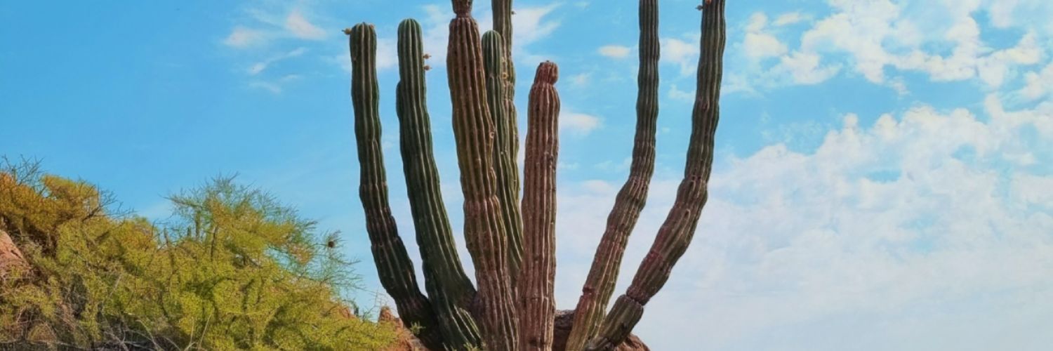 EleVillano's profile banner image