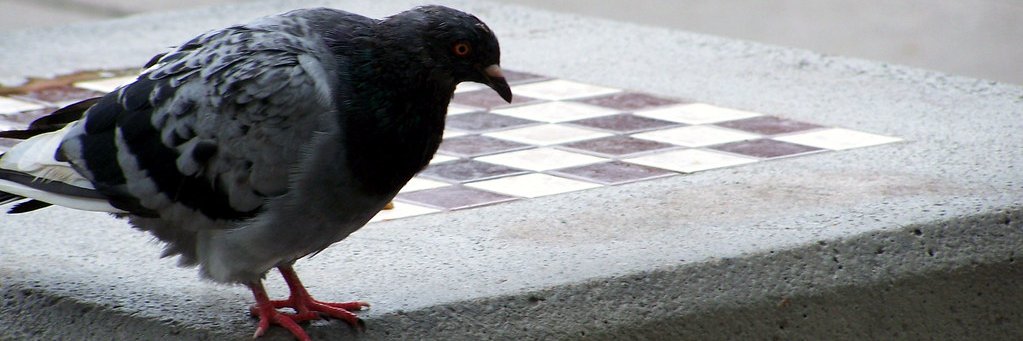 PeterPigeonPol's profile banner image