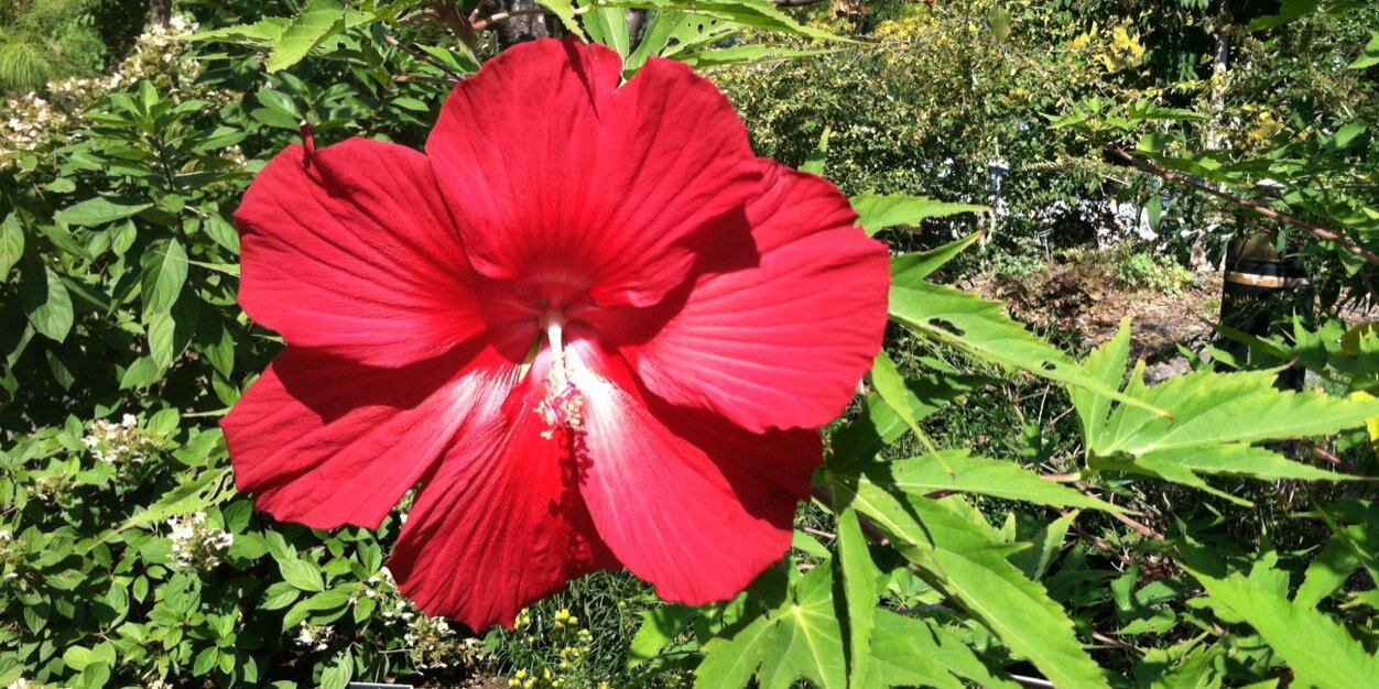 ellen fishter banner