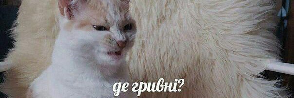overweight_cat's profile banner image