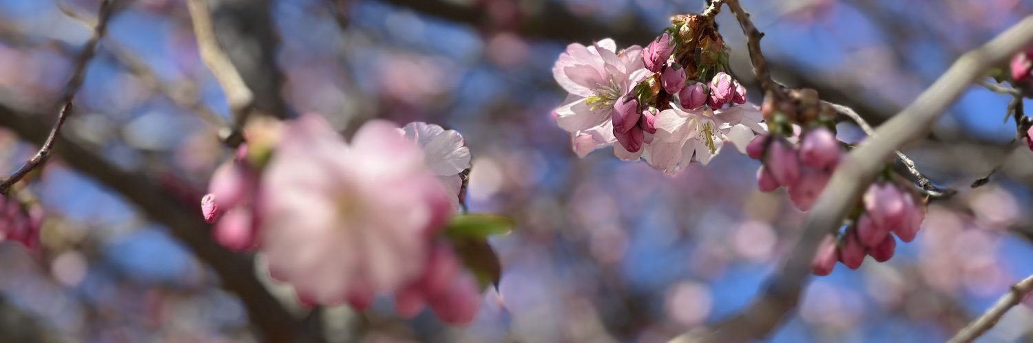 𝓐𝓵𝓲 🐝✨ banner