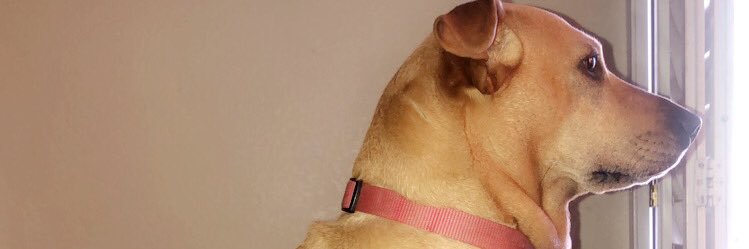 rushbby_26's profile banner image