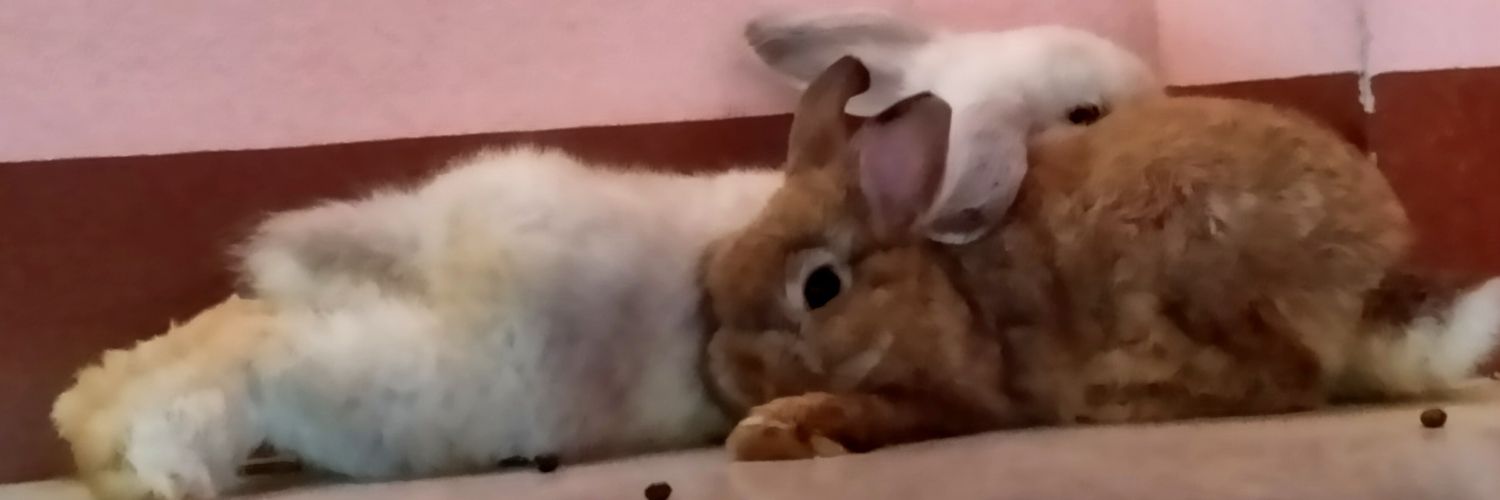 enjoys_p's profile banner image