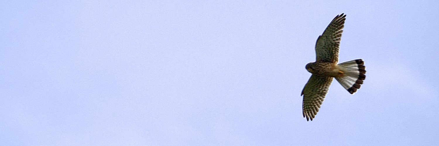 nabilsuarez's profile banner image