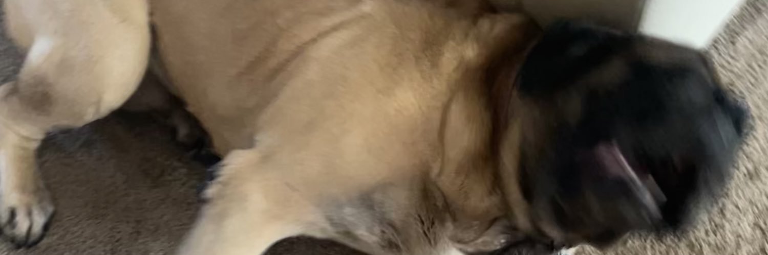 totallyforrestL's profile banner image
