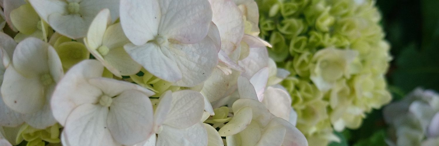 nachimokyu's profile banner image