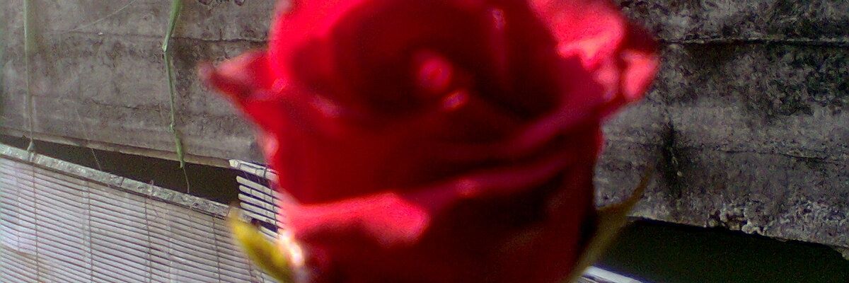 alifun95's profile banner image