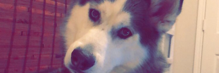 _thedude2's profile banner image
