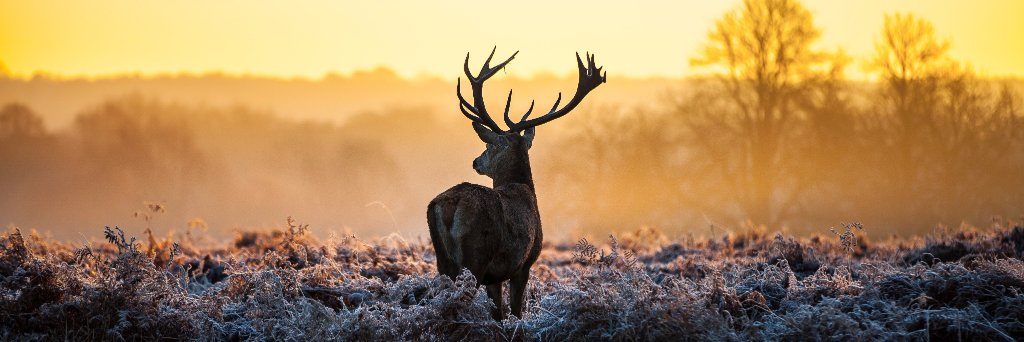 Fernando Baez banner