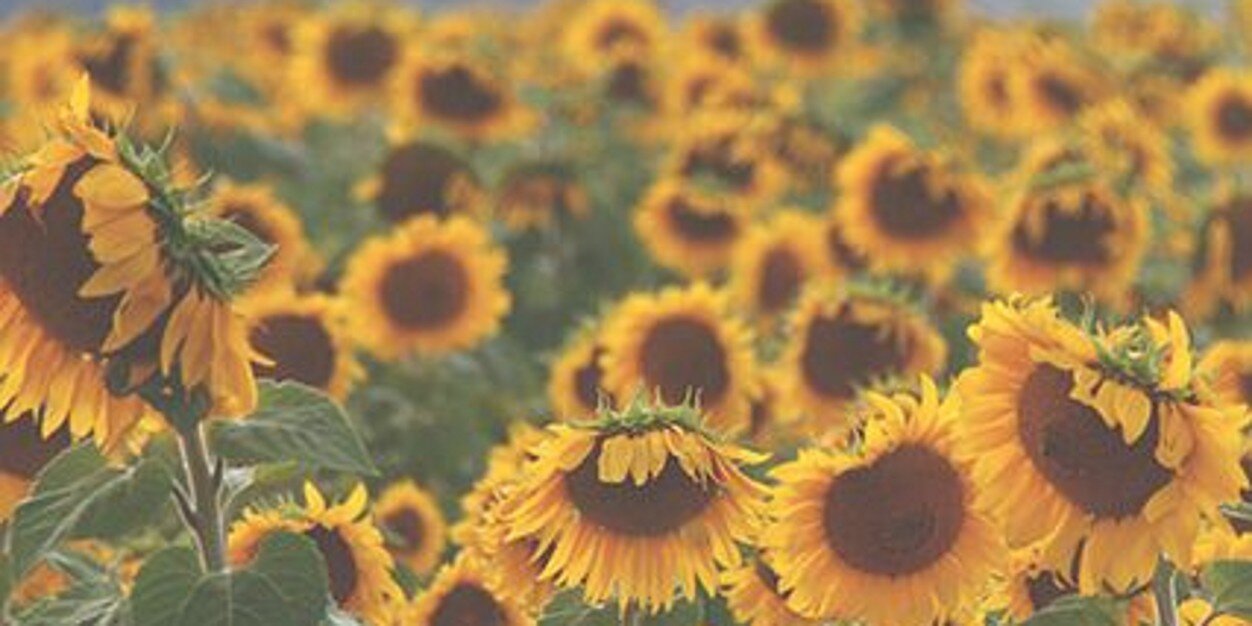 HopeElizabethB's profile banner image