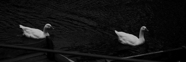 rasaisvada's profile banner image