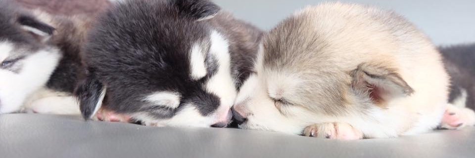 mywpjt's profile banner image