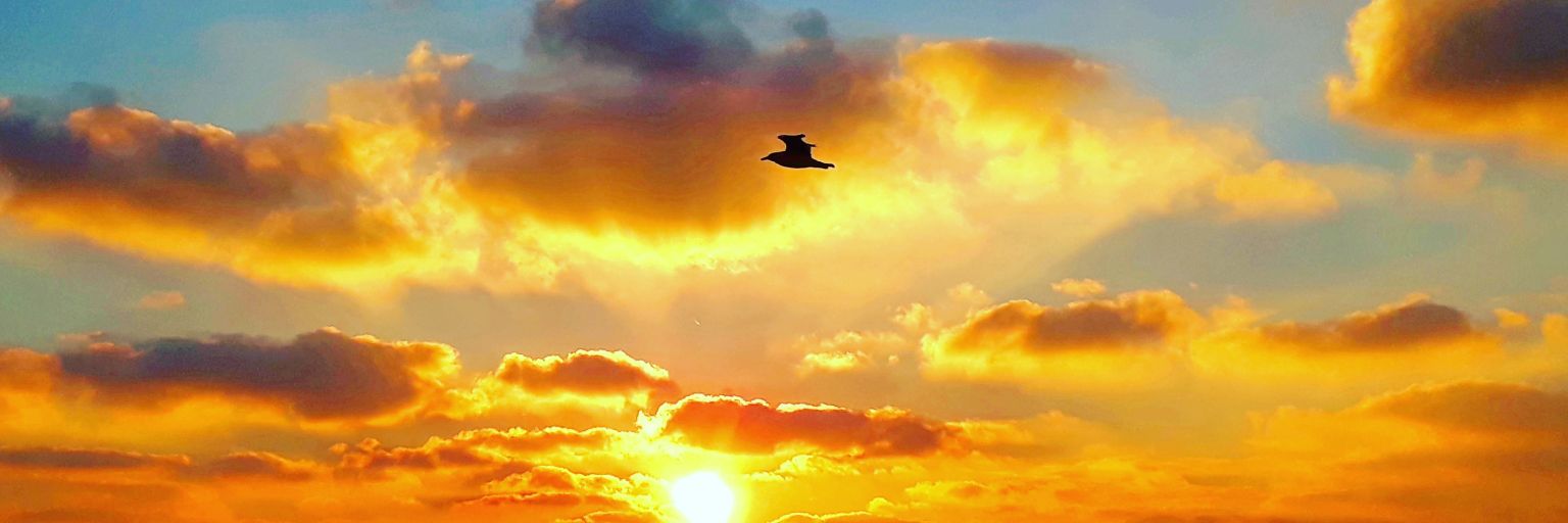 Dannkenn's profile banner image