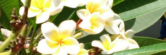 jasminesti's profile banner image