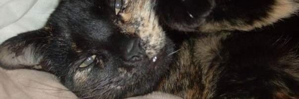 Simone banner