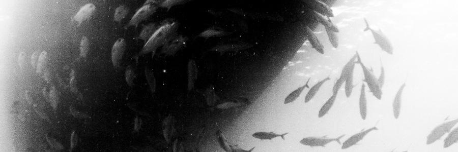 DanielleRegout's profile banner image