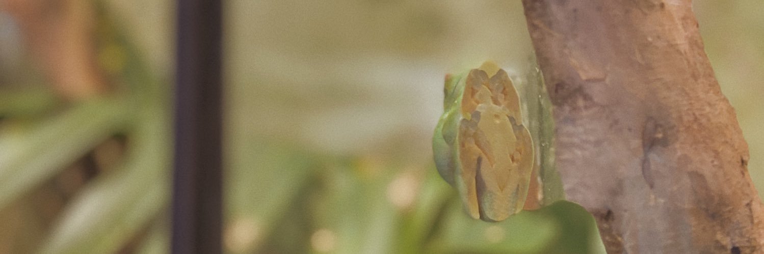 okcorinne's profile banner image